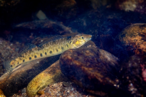 Roanoke logperch is a large darter. Endangered and/or Threatened species.