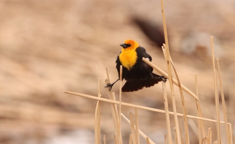 Yellow-headed blackbirds are a common bird and nest in the Huron Wetland Management District