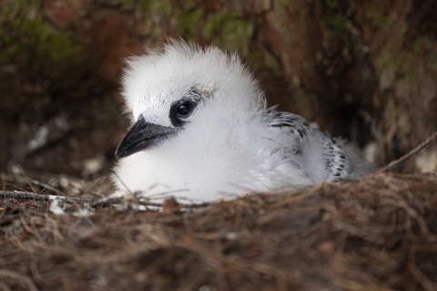 	A recently hatched red-tailed tropicbird sits in its nest.