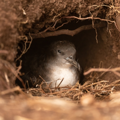 Wedge-tailed shearwaters incubate just one egg per year.