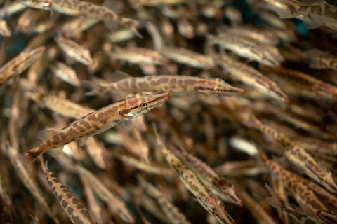 Tiger muskie in fresh water stream