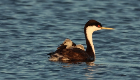 Western grebes with young on its back at Huron Wetland Management District