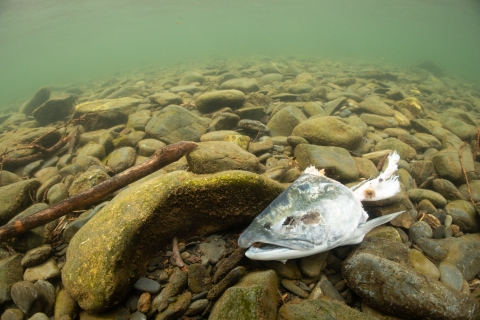 Remnants of a salmon fish head in Kenai River