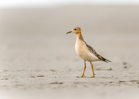 Buff-breasted sandpiper taking a stroll at Willapa National Wildlife Refuge