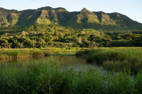 Hulē‘ia National Wildlife Refuge (NWR) is approximately 241 acres and was established in 1973 under the Endangered Species Act to recover threatened and endangered species including the koloa maoli (Hawaiian duck, Anas wyvilliana), ‘alae ke‘oke‘o (Hawaiian coot, Fulica alai), ‘alae ‘ula (Hawaiian gallinule, Gallinula chloropus sandvicensis), ae‘o (Hawaiian stilt, Himantopus mexicanus) and the nēnē (Hawaiian goose, Branta sandvicensis).