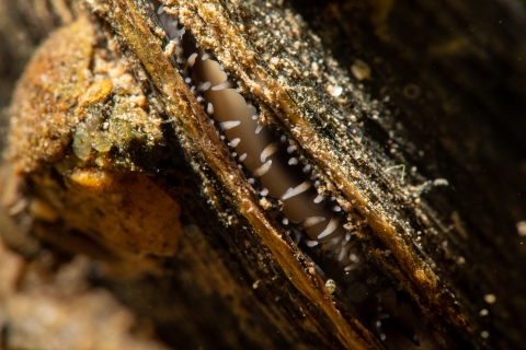 Freshwater mussel in Cacapon River