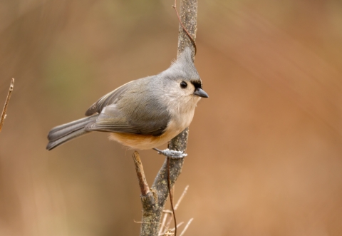 Tufted titmouse perched on branch