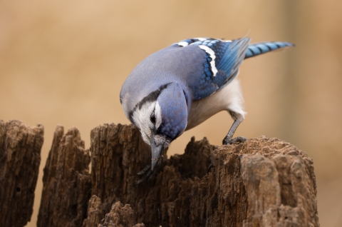 Confused blue jay at Kensington Metropark