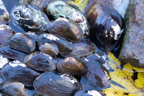 Freshwater mussels; Elliptio complanata; Elliptio fisheriana; Lampsilis cardium; Lasmigona subviridis; freshwater mussel; Endangered and/or threatened species. Located in Cacapon River.