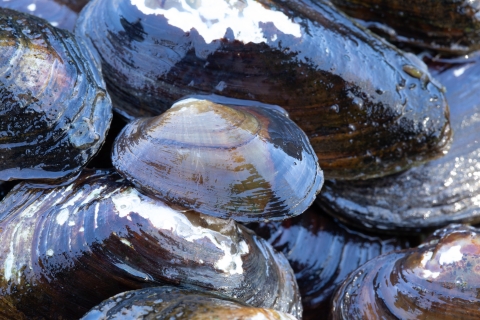 Freshwater mussel. Endangered and/ or threatened. Found in Cacapon River