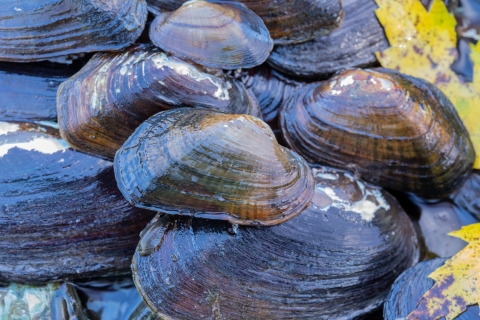 Freshwater mussel found in Cacapon River. Endangered and/or threatened species.