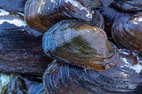 Freshwater mussel in Cacapon River. Endangered and/or threatened species.