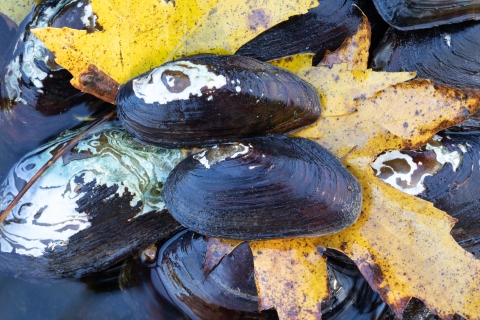 Freshwater mussels. Eastern Elliptio top, Northern Lance bottom. Cacapon River