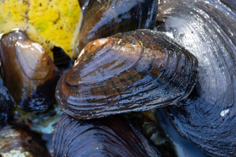 Freshwater mussel. Brook floater mussel located in Cacapon River.
