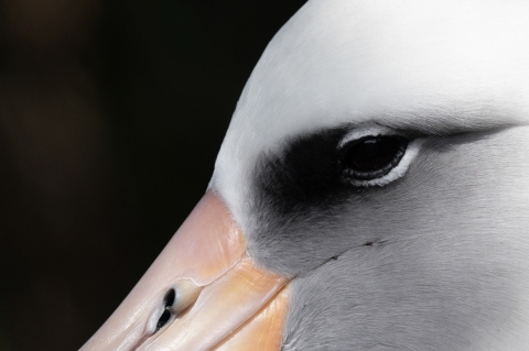 	Mōli (Laysan albatross) have tube noses that help remove salt from their bodies.
