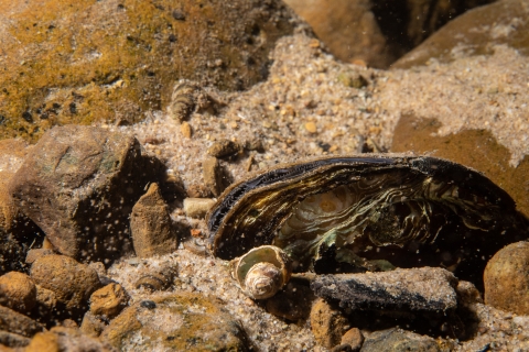 Freshwater mussel in Cacapon River