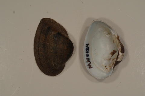 Epioblasma triquetra