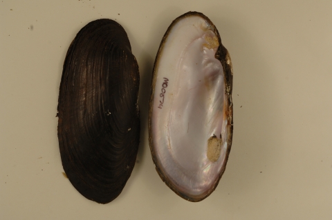 Black sandshell