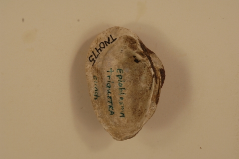 Epioblasma triquetra (inside)