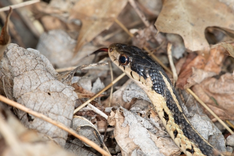 Eastern garter snake hidden amongst leaves