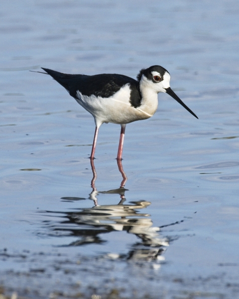 Black-necked stilt wading in water at Choke Canyon state Park