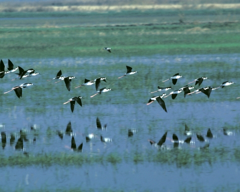Black-necked stilts in flight
