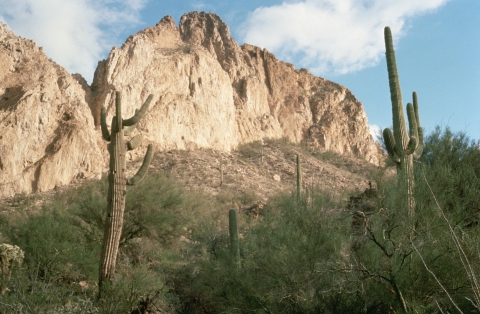Two large saguaro cactus frame the image before a dry mountain cliffside
