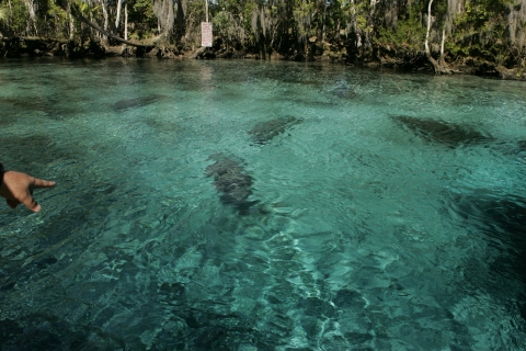 Manatees swimming in rippling blue water with forest in the background
