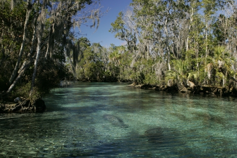 View of manatees swimming in crystal clear blue water with vegetation and trees on banks surrounding the river.
