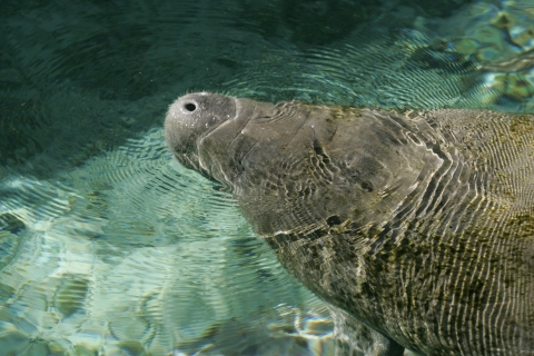 Close up shot on manatee poking its head above blue water with ripples.