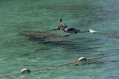 Snorkeler with manatee in blue-green water