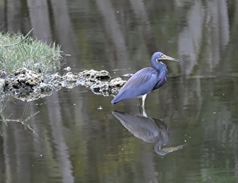 Little blue heron stand in a stagnant body of water with rocks and grass towards its back.