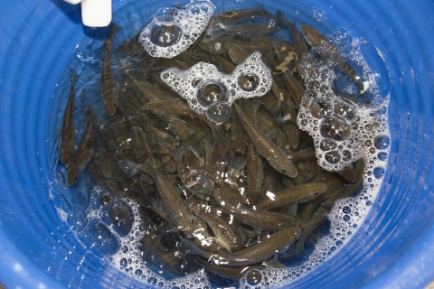 Fish submerged in blue bucket with bubbles on top of the water