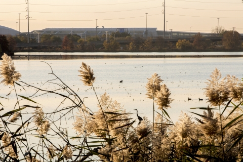 Golden light from the sunrise falls on a lake where tall grasses are in the foreground. Wading and water birds dot the water. Industrial buildings are in the background.