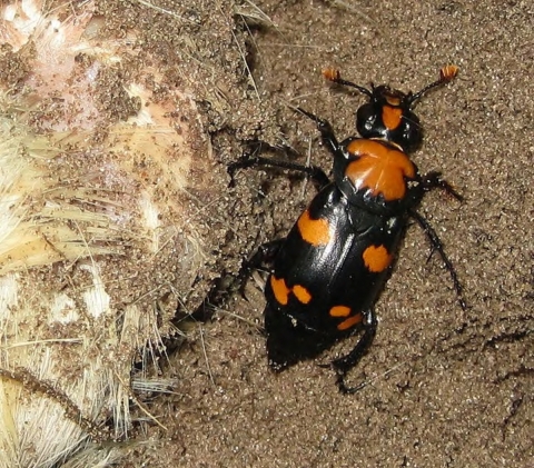 American burying beetle