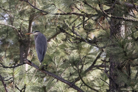 A great blue heron roosting in a tree
