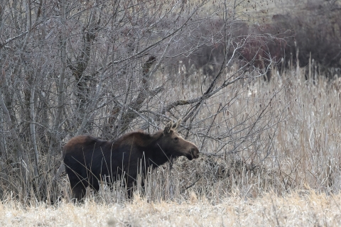 A young moose stands next to some dense vegetation