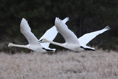 Two trumpeter swans flying