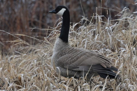 A Canada goose standing in some grasses