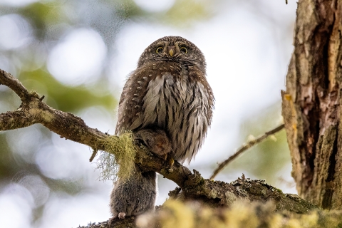 A northern pygmy owl perched in a tree. The bird has a dead vole clutched in its talons.