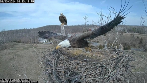 female eagle with her 7 ft. wingspan taking off