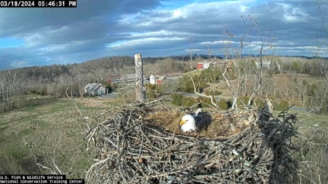 Adult eagle incubating eggs in nest