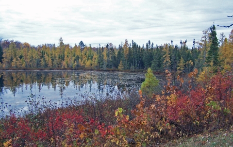 Fall foliage and coniferous forest line lake