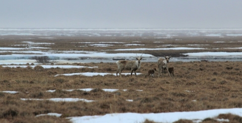 2 female caribou with their young calves on early spring tundra with patches of snow