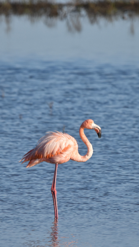 An American flamingo stands alone in a shallow body of water.
