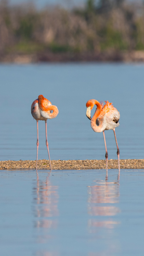Two American flamingos stand near each other in a shallow body of water.