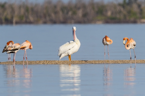 Five flamingos stand while surrounding one large white pelican. 