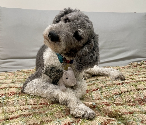 Angel, a standard poodle, is sitting on a blanket with a stuffed squirrel between her paws. Angel has white and gray fur. The blanket is beige with red and green stripes. 