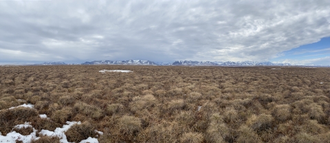 early spring groups of brown tundra grasses with snow patch in foreground and mountains in far background