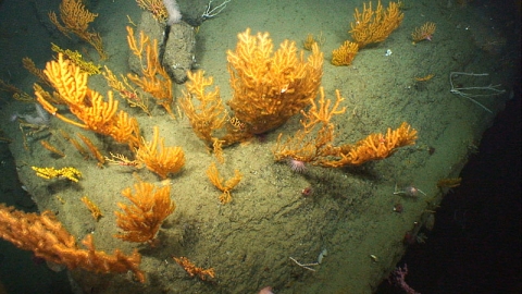 A collection of orange, yellow and pink colored deep-water corals
